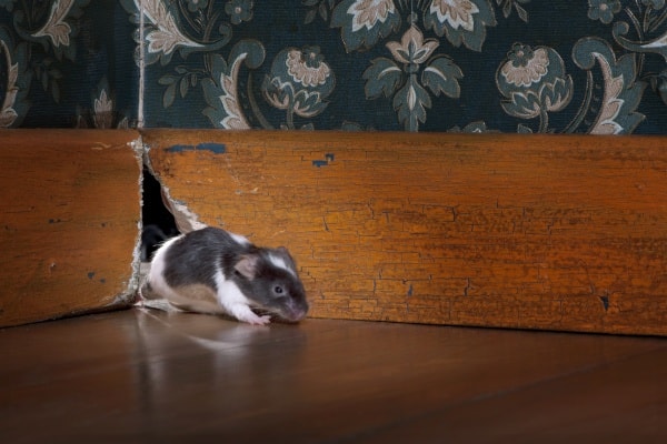 Мышь в квартире фото