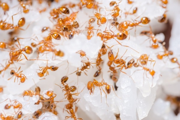 Фото красных муравьев