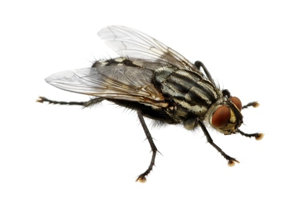 Фото как выглядит муха