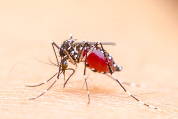 Как кусают комары крупный план