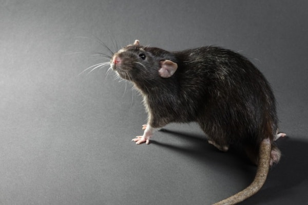 Домашняя крыса фото
