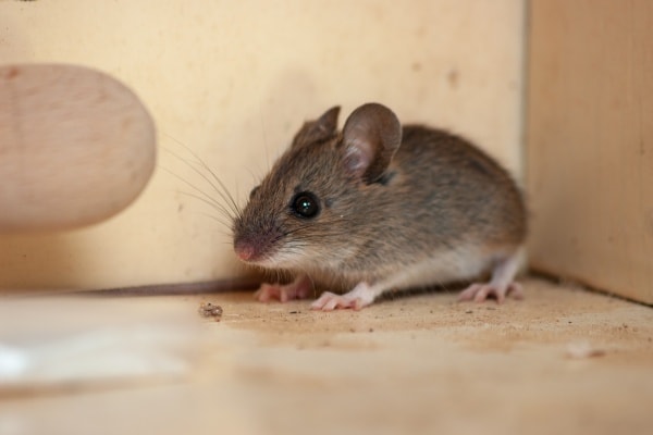Фото мышей
