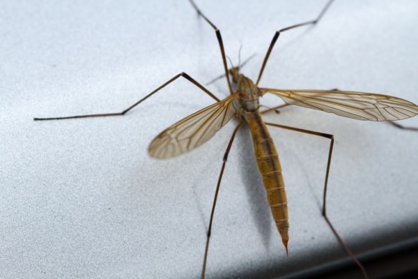 Малярийный комар фото