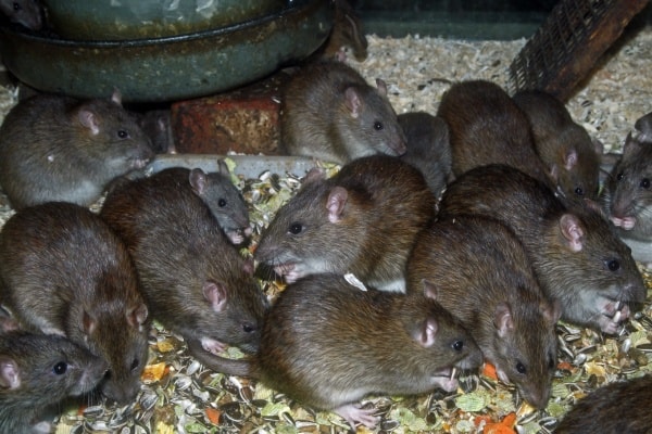 Крысы коричневые