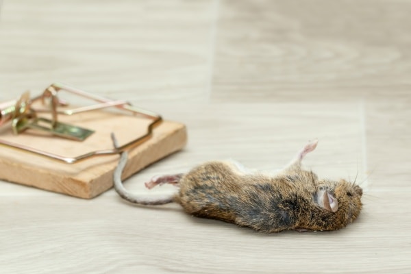 Мышь в мышеловке фото