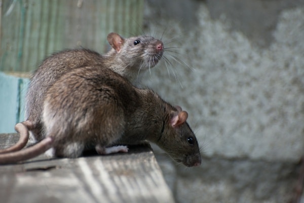 Крысы коричневые фото
