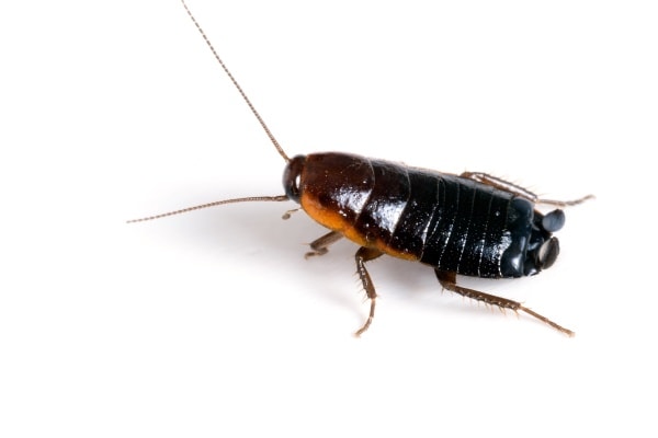 Фото черного таракана