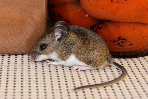 Мышь домашняя фото