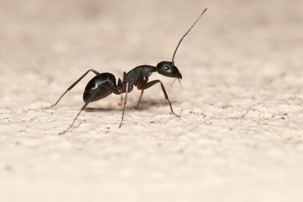 Черный муравей фото