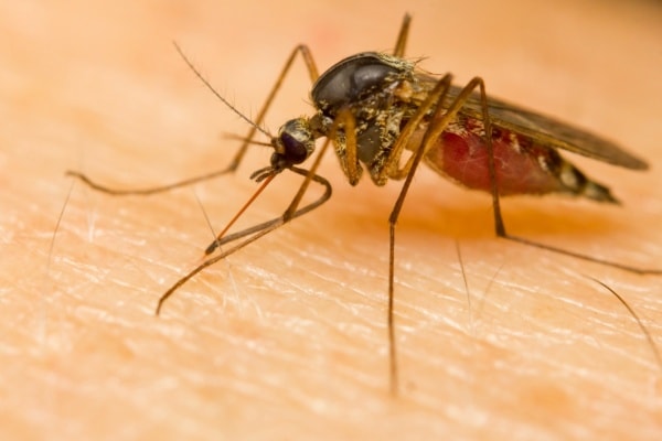 Фото комара на теле