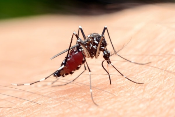 Как кусают комары
