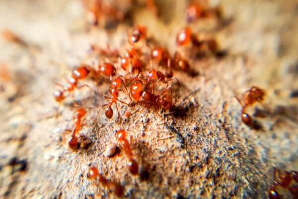 Красные муравьи фото