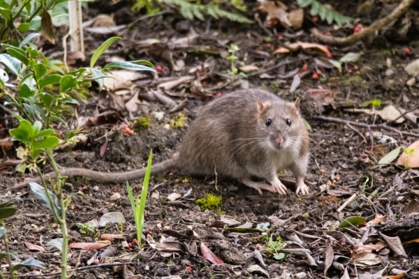 Земляная крыса в огороде фото