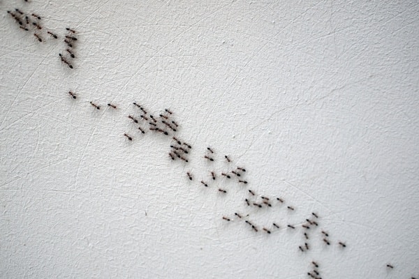 Фото муравьев в доме