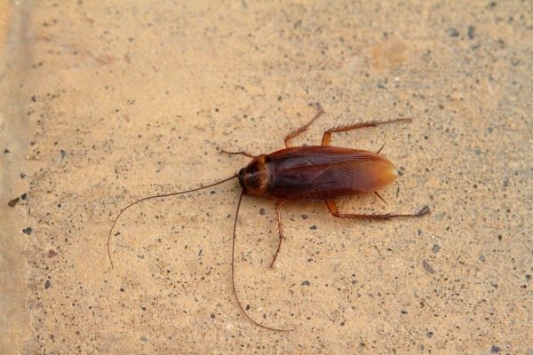 Фото таракана домашнего