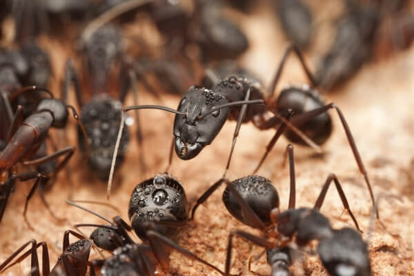 Фото больших муравьев