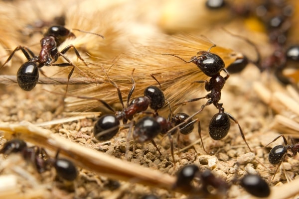 Фото муравьев жнецов
