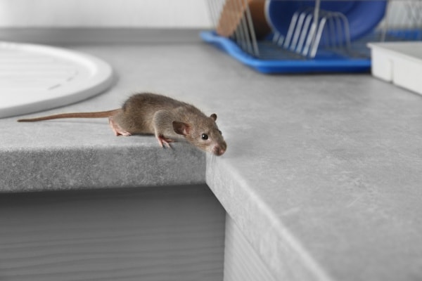 Крыса на кухне фото