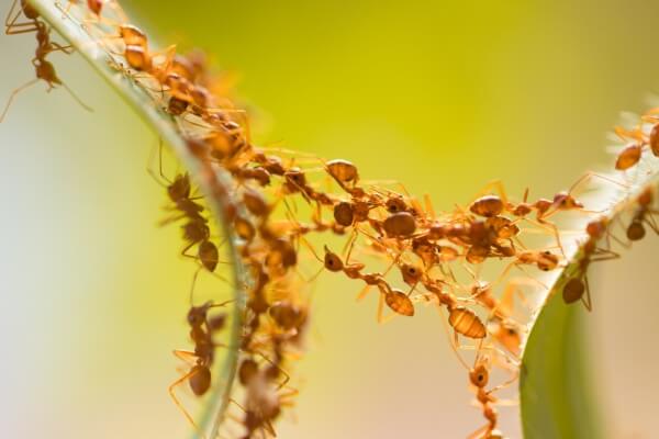Фото рыжих муравьев