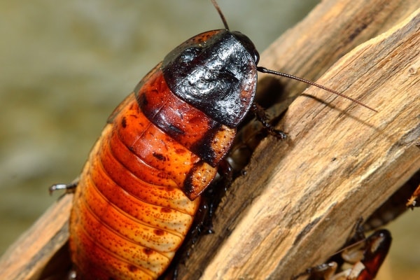 Мадагаскарский таракан фото