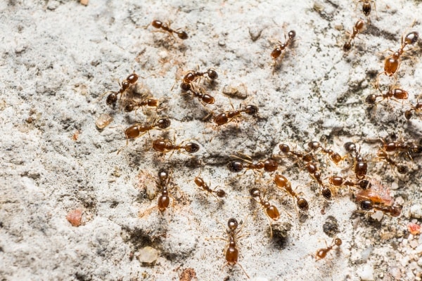 Много муравьев