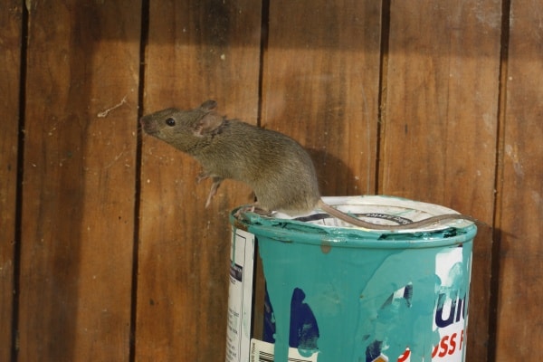 Фото как выглядит домовая мышь