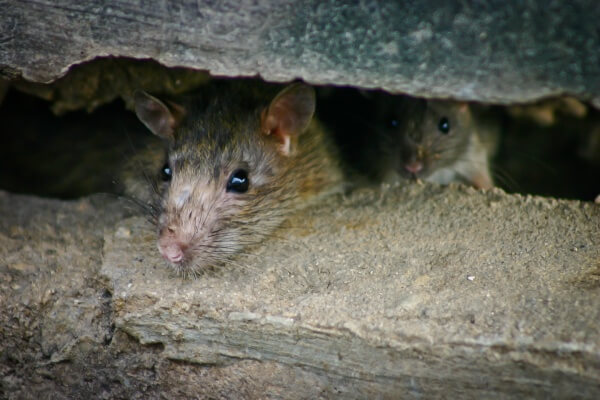 Фото мышей и крыс