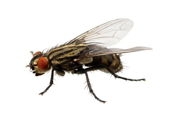 Как выглядит муха