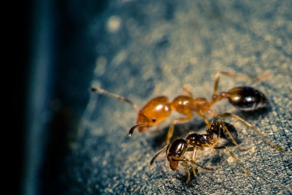 Матка муравьев фото