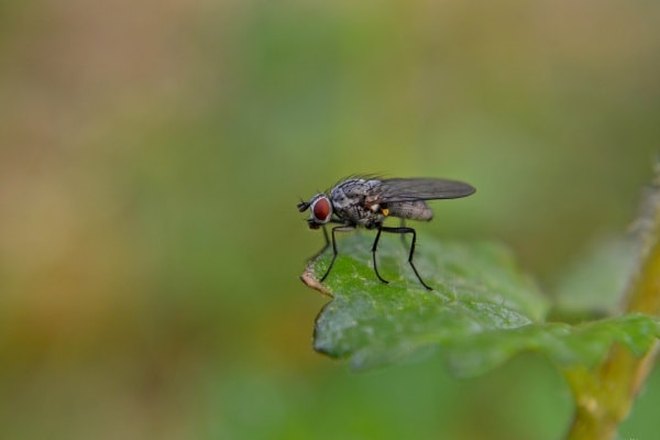 Капустная муха фото