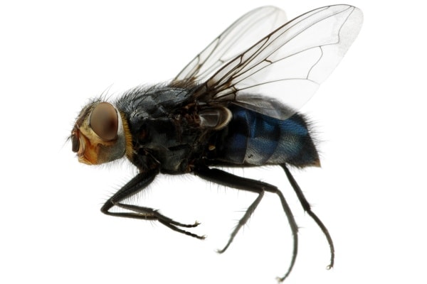 Синяя мясная муха фото крупным планом