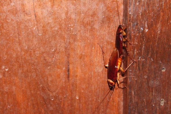 Фото как выглядят тараканы домашние