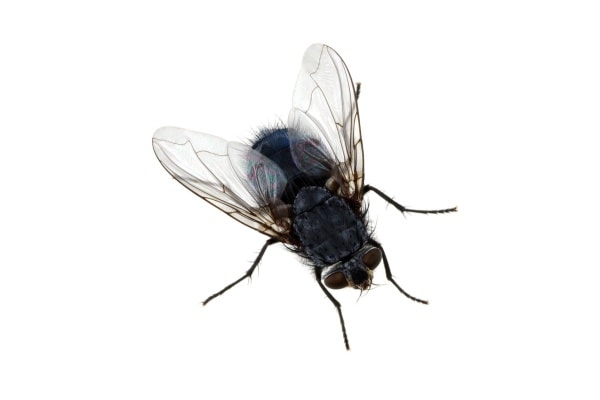 Фото синей мясной мухи