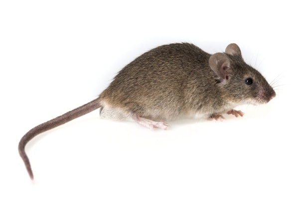 Как выглядит домовая мышь