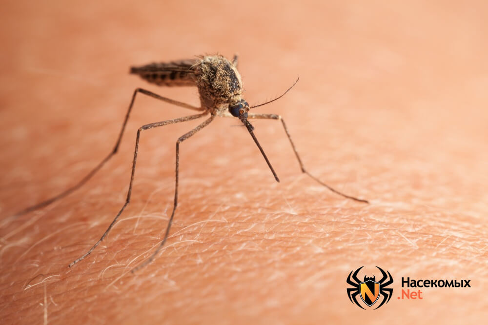 Чем травить комаров
