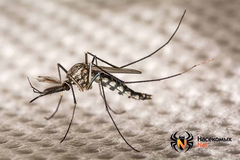 Домашние комары