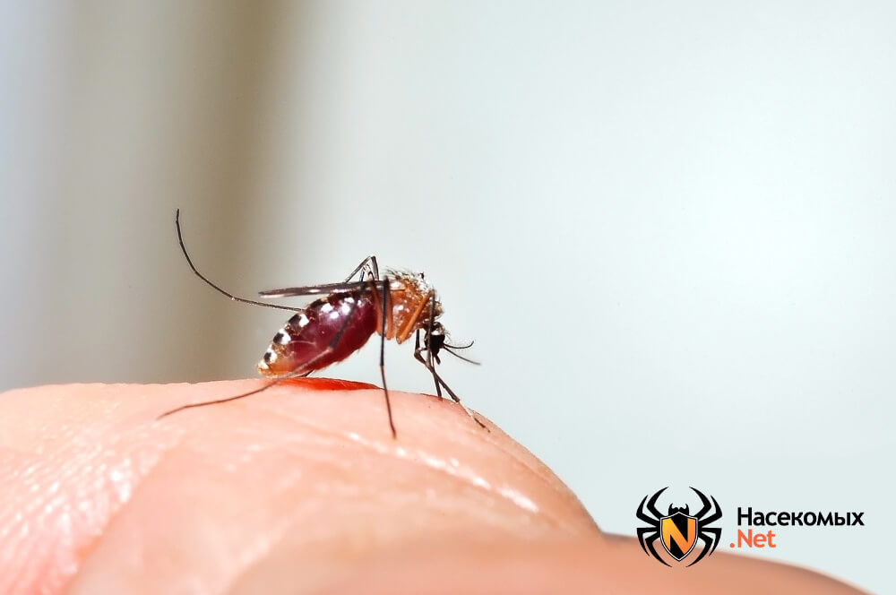 Как вывести комаров