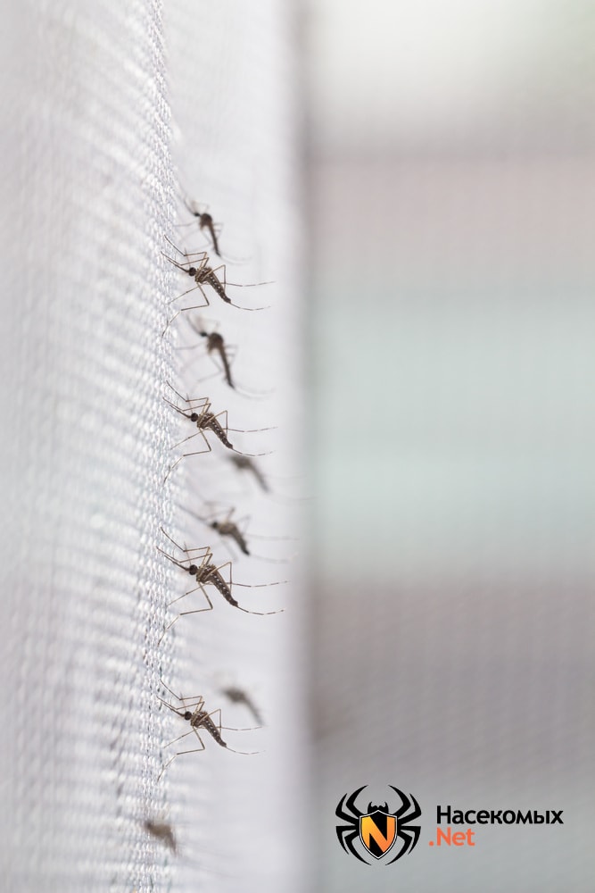 Как защищается дом от комаров