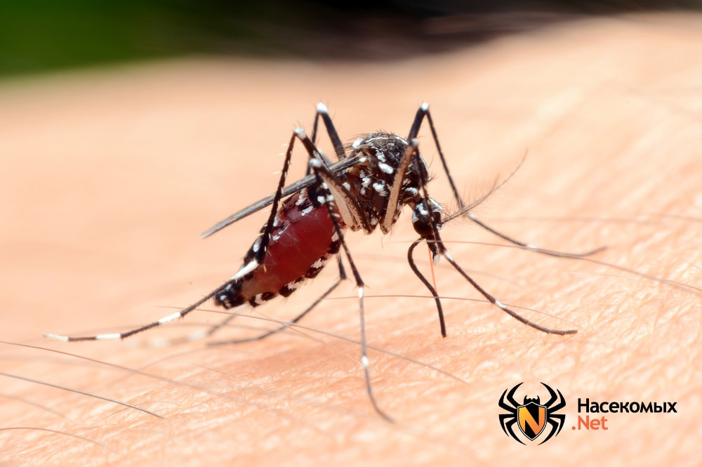 Комар малярийный фотография