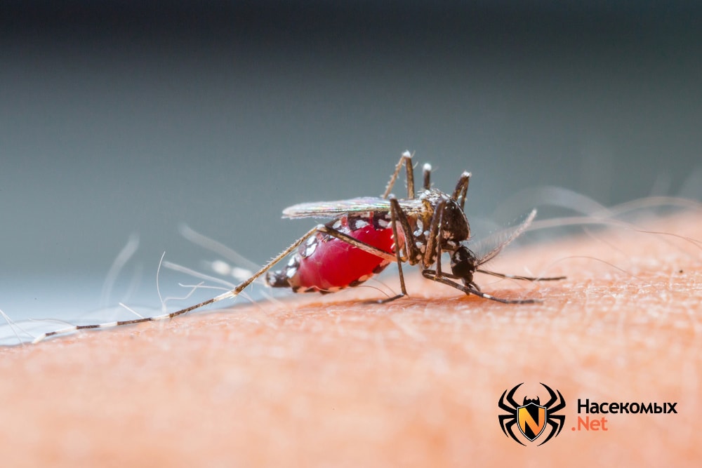 Малярийный комар кусает человека