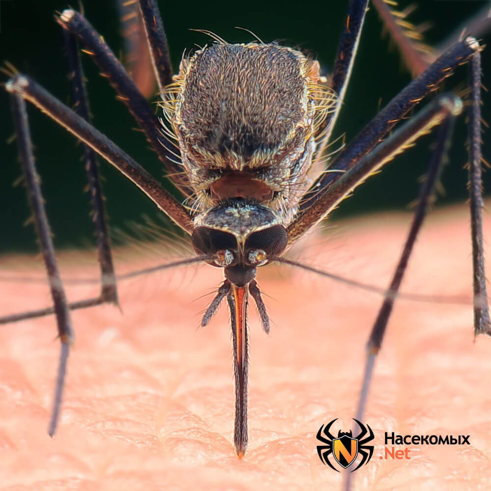 Народные методы борьбы с комарами