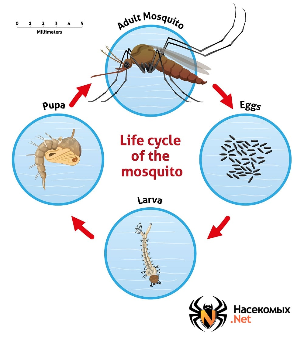 Сроки жизни комара