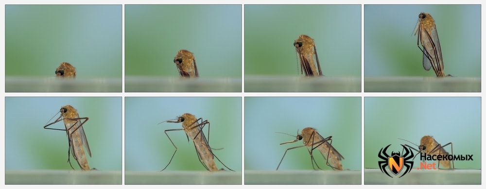 Жизненный цикл комаров фото