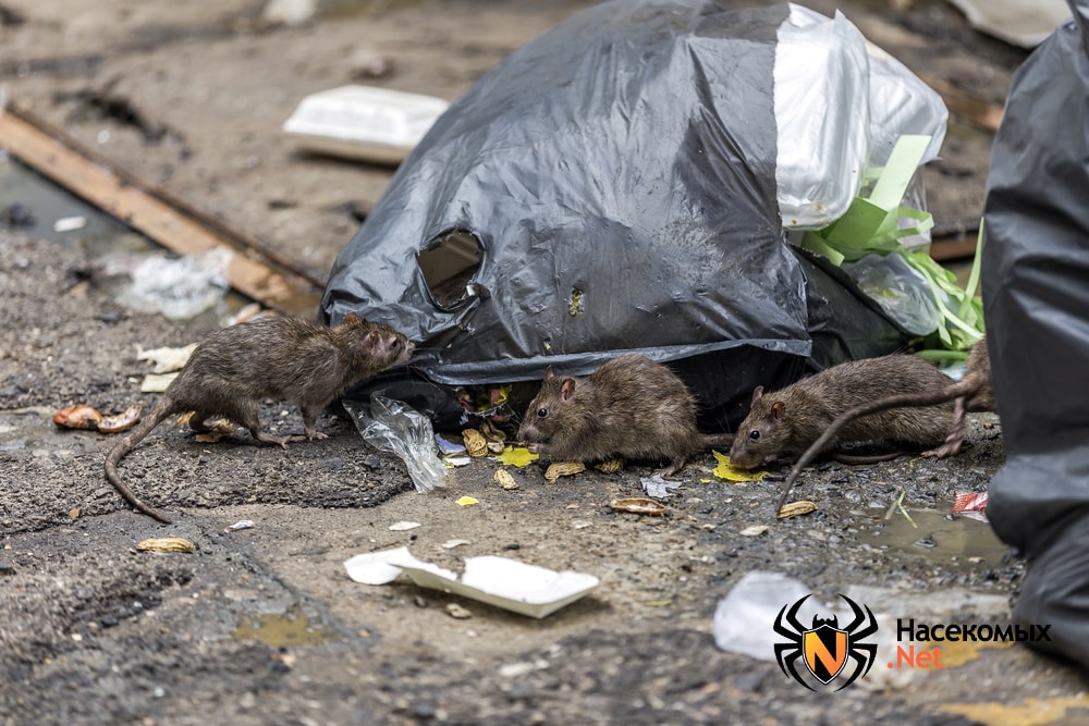 Крысы возле мусора