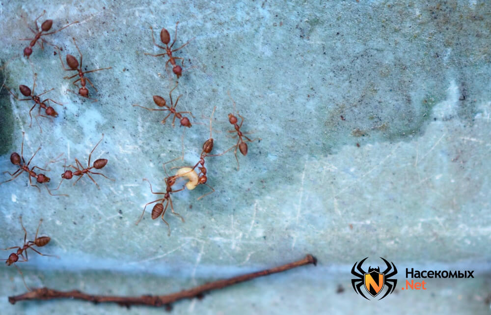 Чем травить муравьев фото