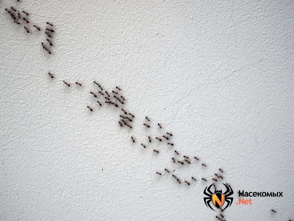 Движение муравьев группой