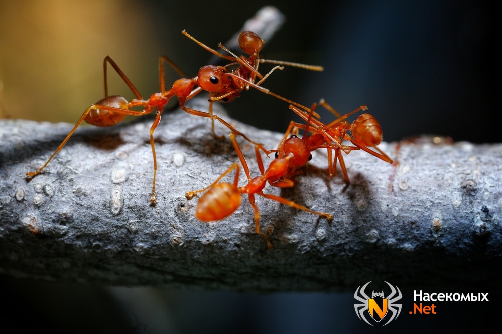 Как выглядят огненные муравьи