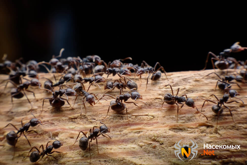 Как вывести муравьев