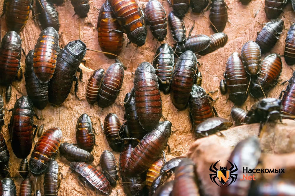 Мадагаскарские тараканы фото